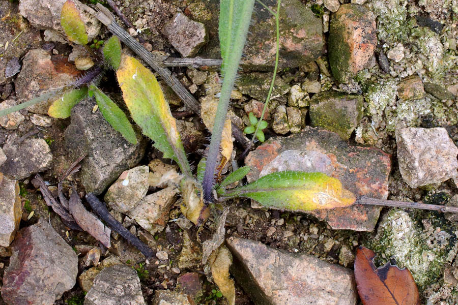 Arabidopsis thaliana / Arabetta comune